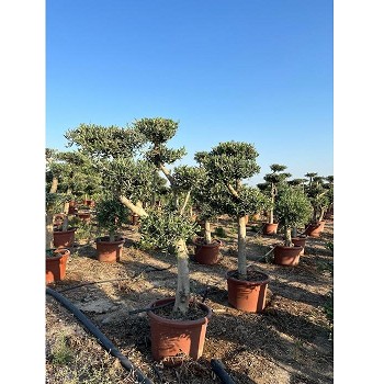 REF 122 OLIVIER POMPOM TRONC JEUNE POT DE 45 LTRS