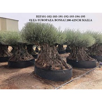 REF 101 OLIVIER 200/250 EN MOTTE GRILLAGÉE