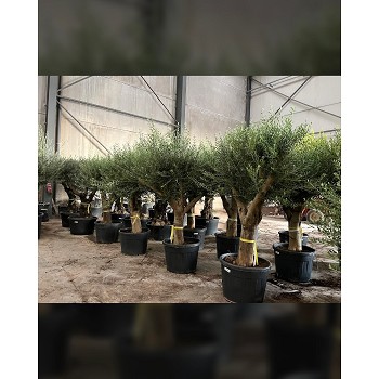 REF 024 OLIVIER 40/60 POT DE 110/130 LITRES