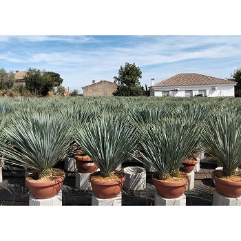 REF 230 YUCCA ROSTRATA COUPE DE 23 LITRES