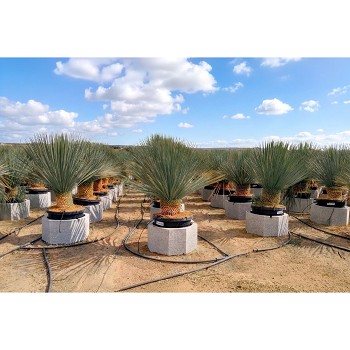 REF 177 YUCCA ROSTRATA POT DE 35/45 LITRES