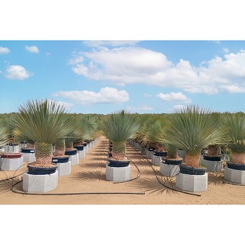 REF 162 YUCCA ROSTRATA POT DE 45 LITRES