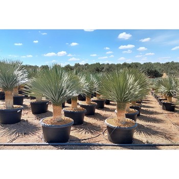 REF 233 YUCCA ROSTRATA POT DE 110 LITRES