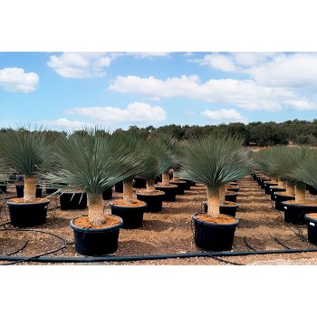 REF 235 YUCCA ROSTRATA POT DE 130/170 LITRES