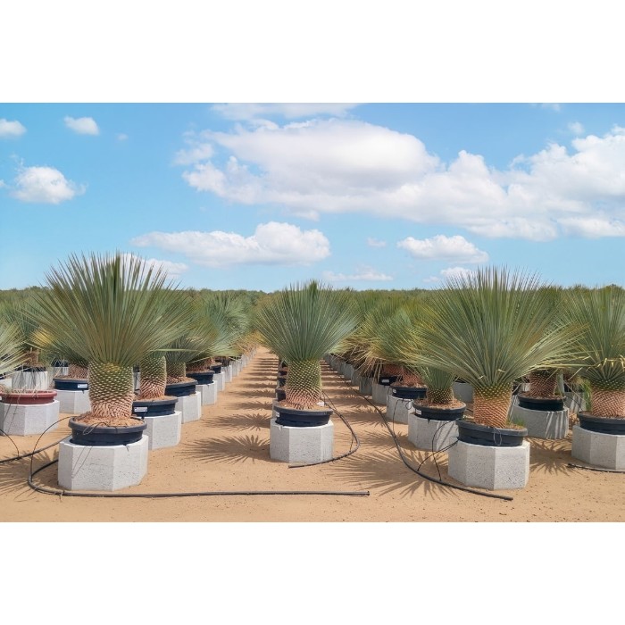 Viveros 1 : REF 162 YUCCA ROSTRATA POT DE 45 LITRES