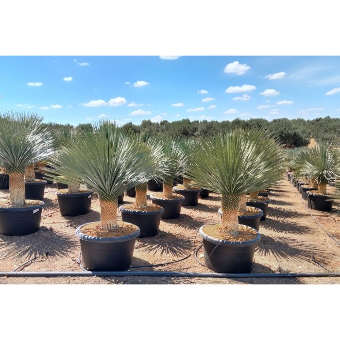 Viveros 1 : REF 233 YUCCA ROSTRATA POT DE 110 LITRES