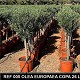 Viveros 1 : REF 005 OLIVIER COPA 26 LITRES