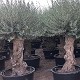 Viveros 1 : REF 085 OLIVIER 80/100 POT DE 230/285 LITRES