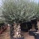 Viveros 1 : REF 086 OLIVIER 100/120 POT DE 230/285 LITRES