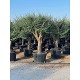 Viveros 1 : REF 024 OLIVIER 40/60 POT DE 110/130 LITRES