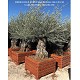 Viveros 1 : REF 081 OLIVIER POT BOIS 104*104