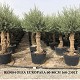 Viveros 1 : REF 084 OLIVIER 60/80 POT DE 160/230 LITRES