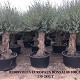 Viveros 1 : REF 085 OLIVIER 80/100 POT DE 230/285 LITRES