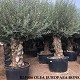 Viveros 1 : REF 086 OLIVIER 100/120 POT DE 230/285 LITRES