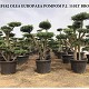 Viveros 1 : REF 182 OLIVIER POMPOM POT DE 110 LITRES 
