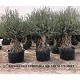 Viveros 1 : REF 106 OLIVIER 100/120 POT DE 375/500 LITRES