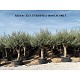 Viveros 1 : REF 036 OLIVIER 40/60 POT DE 100 LT