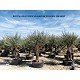 Viveros 1 : REF 076 OLIVIER 60/100 POT BAS DE 150 LT