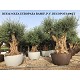 Viveros 1 : REF 223 OLIVIER RAMIFIÉ POT DÉCO DE 690 LT