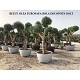 Viveros 1 : REF 271 OLIVIER FORME BOULE EN POT DÉCO 310 LT