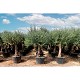 Viveros 1 : REF 024 OLIVIER 40/60 POT DE 110/130 LITRES