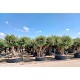 Viveros 1 : REF 067 OLIVIER RAMIFIÉ 220/240 EN MOTTE GRILLAGÉE