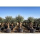 Viveros 1 : REF 083 OLIVIER 40/60 POT DE 110/160 LITRES