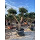 Viveros 1 : REF 278 OLIVIER POMPOM POT DE 170L