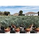 Viveros 1 : REF 230 YUCCA ROSTRATA COUPE DE 23 LITRES 