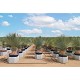 Viveros 1 : REF 162 YUCCA ROSTRATA POT DE 45 LITRES 