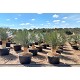 Viveros 1 : REF 233 YUCCA ROSTRATA POT DE 110 LITRES 