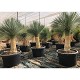 Viveros 1 : REF 234 YUCCA ROSTRATA POT DE 100 LITRES