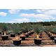 Viveros 1 : REF 235 YUCCA ROSTRATA POT DE 130/170 LITRES 