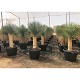 Viveros 1 : REF 236 YUCCA ROSTRATA POT DE 100/170 LITRES 