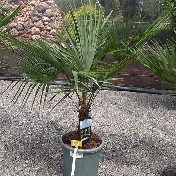 REF 102 TRACHYCARPUS FORTUNEI 15/20 DE TRONC