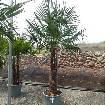 REF 109 TRACHYCARPUS FORTUNEI 100/120 DE TRONC