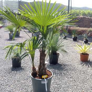 REF 112 TRACHYCARPUS DOUBLE TRONCS 20 LITRES