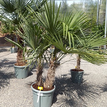 REF 114 TRACHYCARPUS DOUBLE TRONCS 35 LITRES