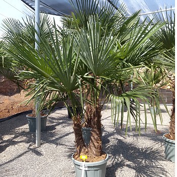REF 115 TRACHYCARPUS DOUBLE TRONCS 45 LITRES