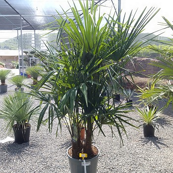 REF 117 TRACHYCARPUS MULTITRONCS 25 LITRES