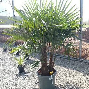 REF 118 TRACHYCARPUS MULTITRONCS 45 LITRES 