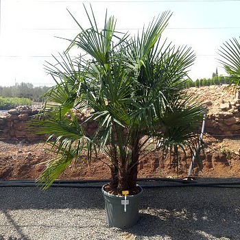 REF 119 TRACHYCARPUS MULTITRONCS 70 LITRES