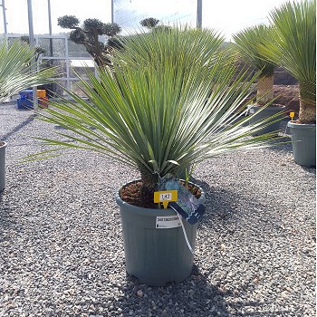 REF 142 YUCCA ROSTRATA HAUTEUR 80/100