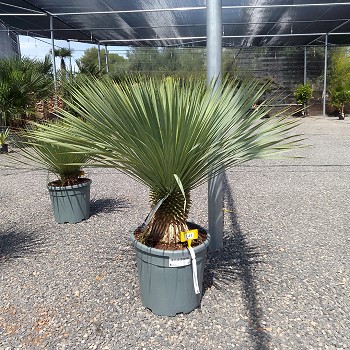 REF 143 YUCCA ROSTRATA HAUTEUR 90/110