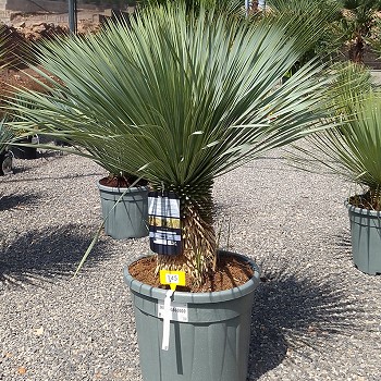 REF 145 YUCCA ROSTRATA HAUTEUR 100/120
