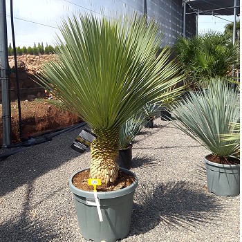 REF 146 YUCCA ROSTRATA HAUTEUR 100/140