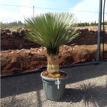 REF 147 YUCCA ROSTRATA 130/150