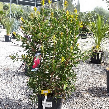 REF 2 CALLISTEMON LAEVIS POT DE 12 LITRES