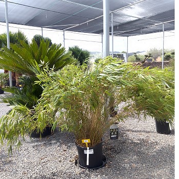 REF 35 FARGESIA RUFA POT DE 15 LITRES