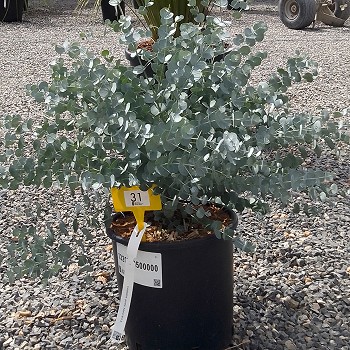 REF 31 EUCALYPTUS GUNNII AZURA 5 LITRES